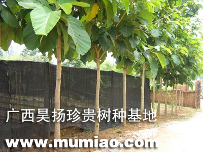 �c(di��n)���鿴������ľ��N����ľ����;/�ɲ�/�r(ji��)��Ŵ�DƬ