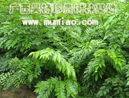 �c(di��n)���鿴�����S̴���S���������࣬�S����Nֲ/�ɲ�/�r(ji��)��Ŵ�DƬ