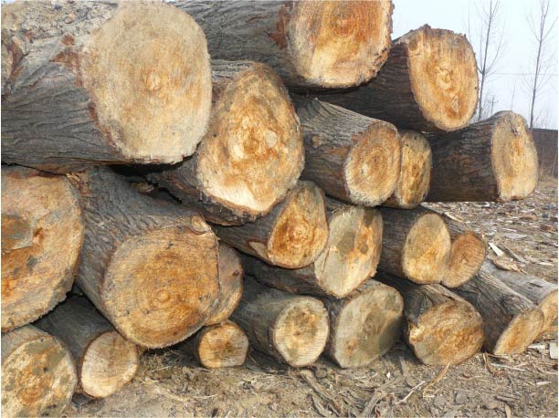 �c(di��n)���鿴���Ŵ�DƬ