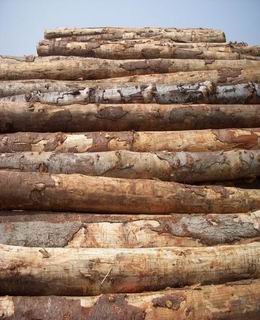 ������ԭľ