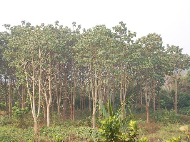 �pľ��Ԕ��(x��)��B