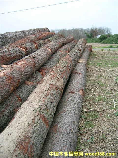 �M����ľԭľ��Ԕ����B