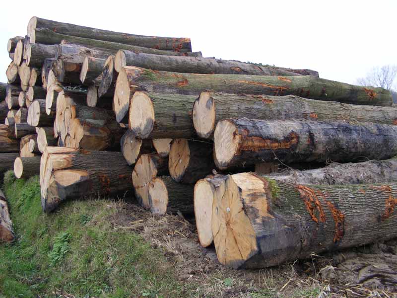 �t��䏲�ԭľ��Ԕ����B