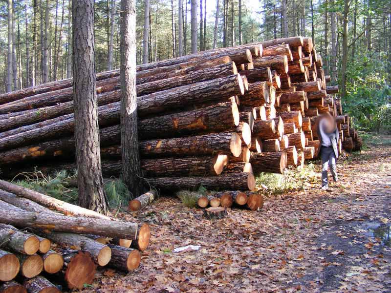 ������ԭľ��Ԕ����B