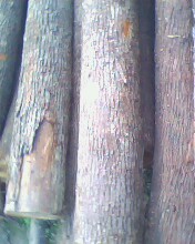 �c���鿴����ľ�Ŵ�DƬ