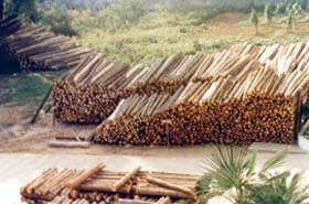 ɼԭľ��Ԕ����B