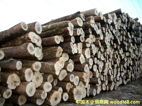 �c���鿴��ľԭľ�Ŵ�DƬ