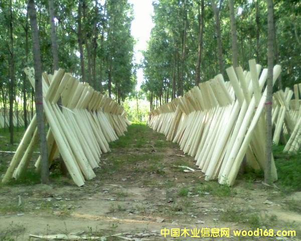 �c(di��n)���鿴2.6����Ƥ�Ŵ�DƬ