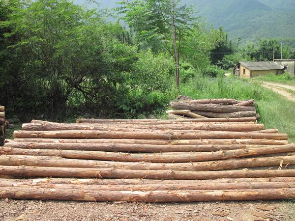 �c���鿴���Nԭľ�Ŵ�DƬ