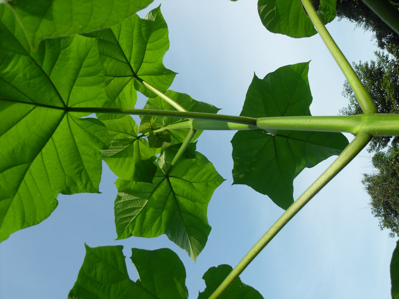 �c���鿴3�����s����ͩ��Ŵ�DƬ