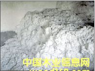 �c���鿴ľ�|(zh��)���w�S�Ŵ�DƬ