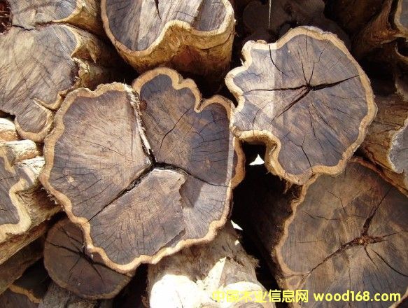 ��ľ��Ԕ��(x��)��B