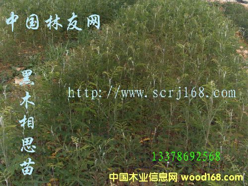 �c(di��n)���鿴��ľ��˼��ľ�Ŵ�DƬ