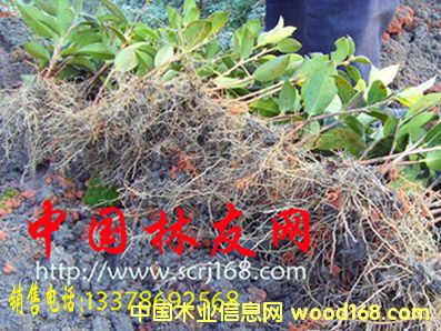 �c(di��n)���鿴�Ͳ���Ŵ�DƬ