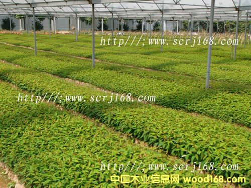 �c(di��n)���鿴�����Ŵ�DƬ