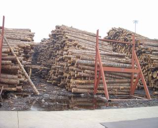 �c���鿴����ԭľ�Ŵ�DƬ