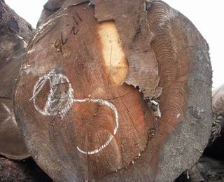 �c���鿴��ɼԭľ�Ŵ�DƬ