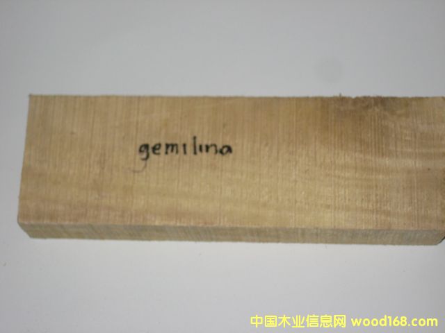 ����ľ��GMENILA����Ԕ��(x��)��B