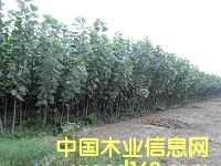 ����Ԕ��(x��)��B