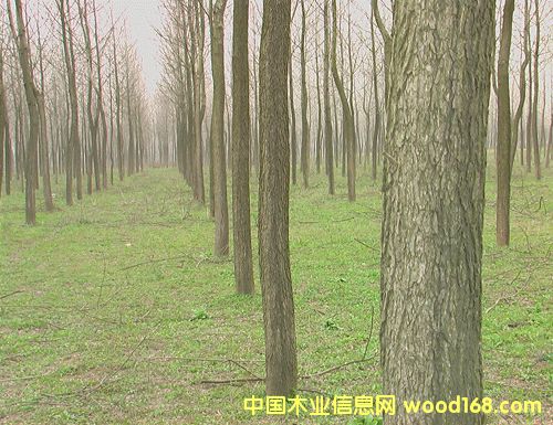 �c���鿴5000���ɲ�������� �Ŵ�DƬ