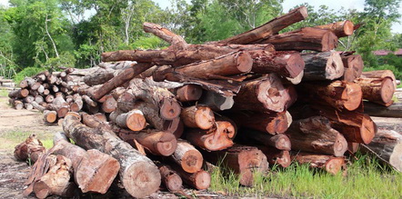 �c���鿴����ľ,��֦ľ�Ŵ�DƬ