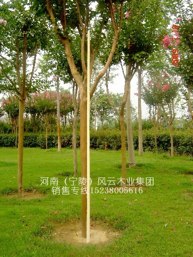 ����(y��ng)���l(f��)��Ʒ��Ϟ�U���g(sh��)��(�L1.6~2��,ֱ��2.8����)5��Ԕ����B