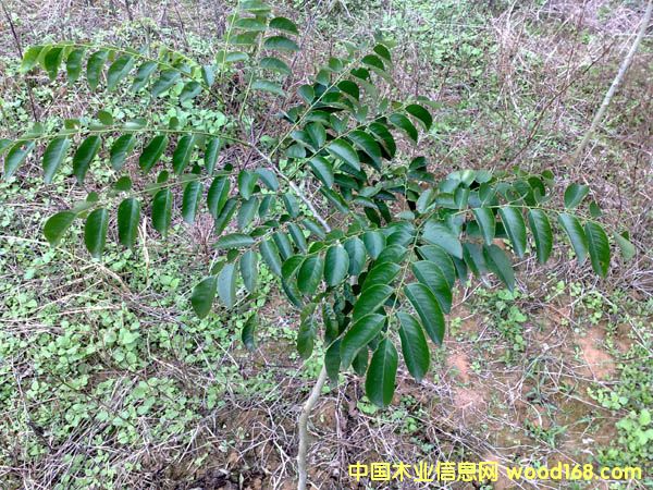 �c(di��n)���鿴�S����Ŵ�DƬ