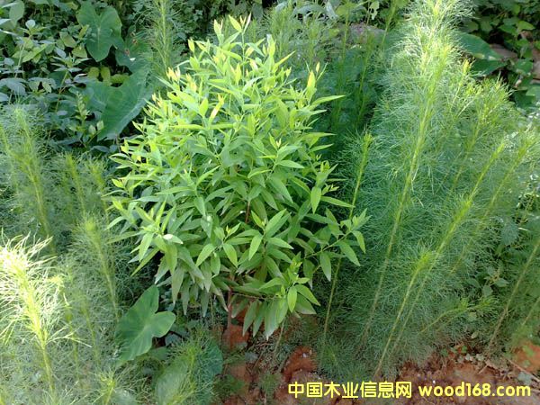 �c(di��n)���鿴̴��Ŵ�DƬ