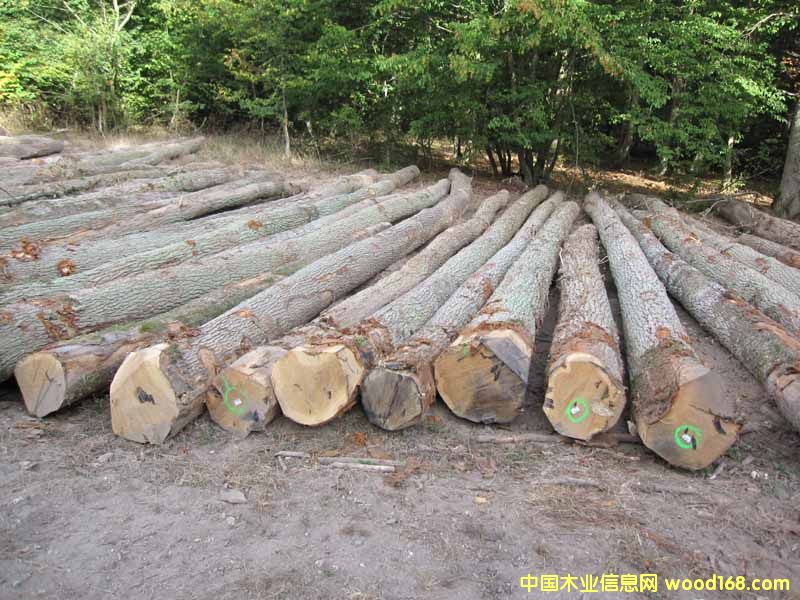 ����䏲ĵ�Ԕ����B