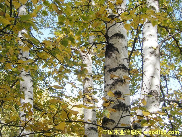 ���Ƥ��Ԕ��(x��)��B