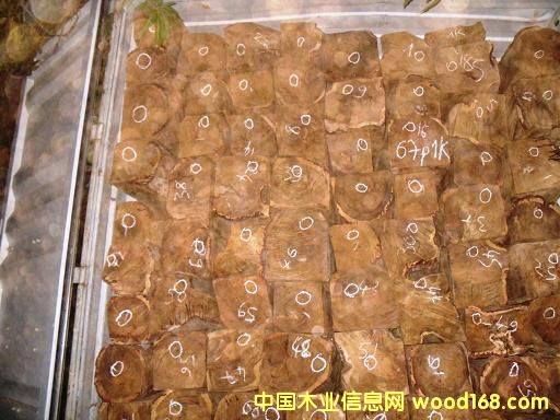 ���޻���ľ