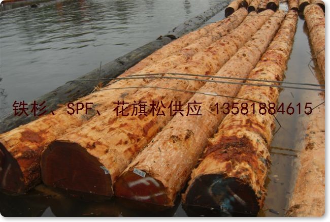 �c(di��n)���鿴������ Douglas Fir ԭľ K�Ŵ�DƬ