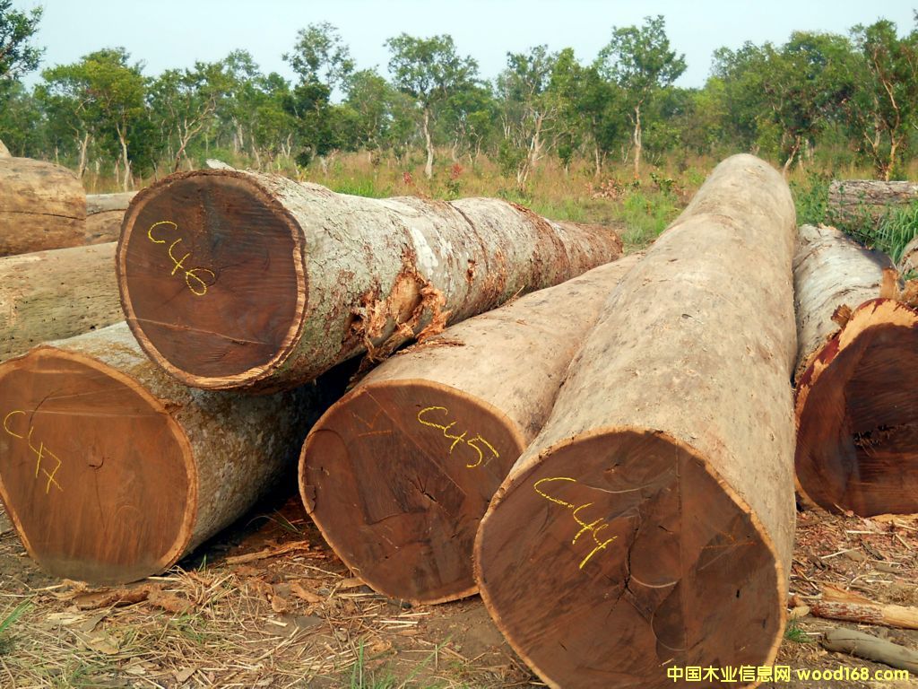 wenge log��Ԕ��(x��)��B