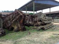 ��ľ�������Ԕ����B