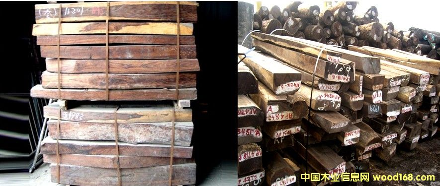 �t��֦ ������֦��Ԕ��(x��)��B