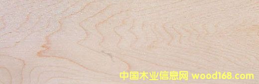 Ӳ�� Hard Maple��Ԕ��(x��)��B