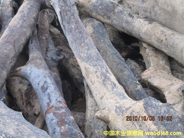 �c���鿴ǧ��ˮ�׸�ľ�Ŵ�DƬ