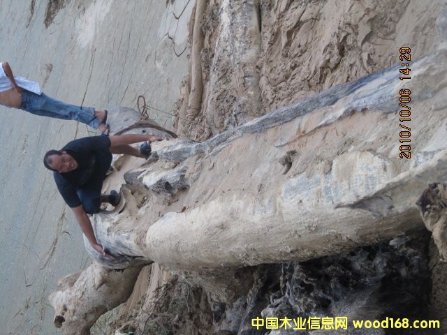 �c���鿴ǧ��ˮ�׸�ľ�Ŵ�DƬ