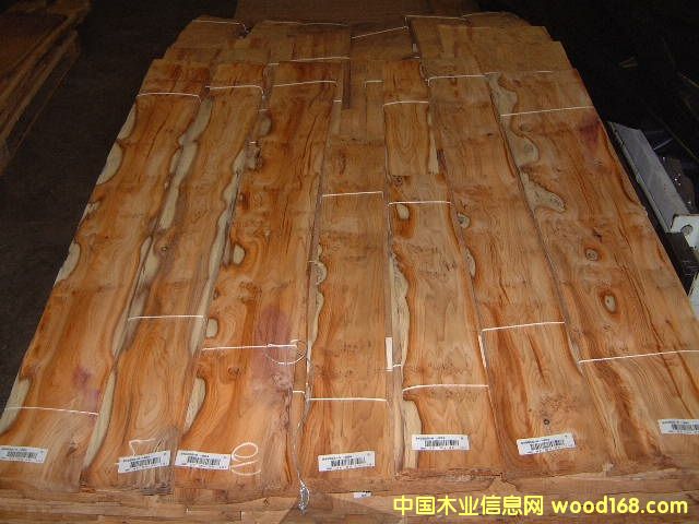 ��ɼ��������ɼ��YEW TREE