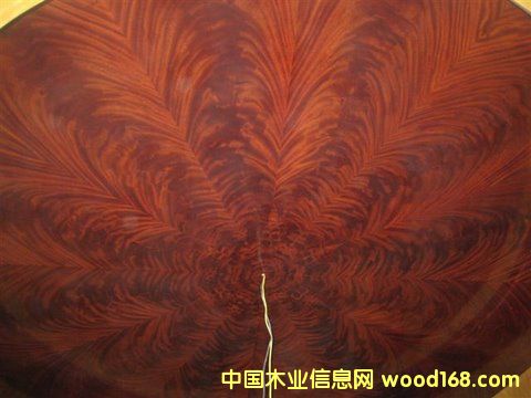 �һ��Ę������棬�Ź��һ���ľƤ