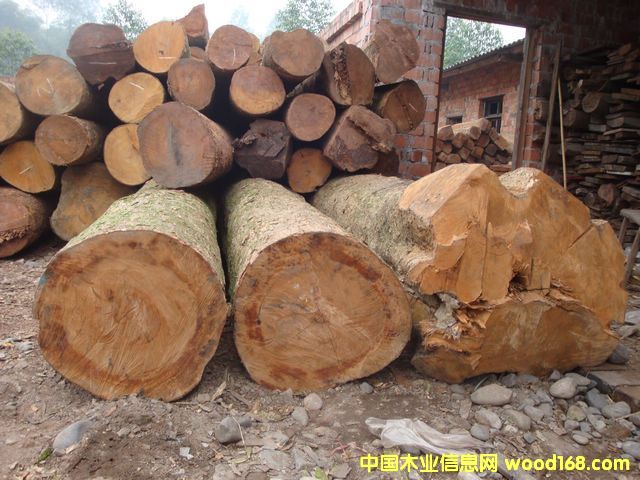 �c���鿴��z�ľԭľ�Ŵ�DƬ