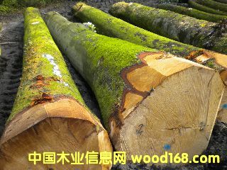 ��ľ �����ĵ�Ԕ��(x��)��B