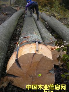 ��ľ �����r(sh��)�ĵ�Ԕ��(x��)��B