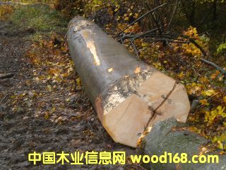 ��ľ �����ĵ�Ԕ��(x��)��B