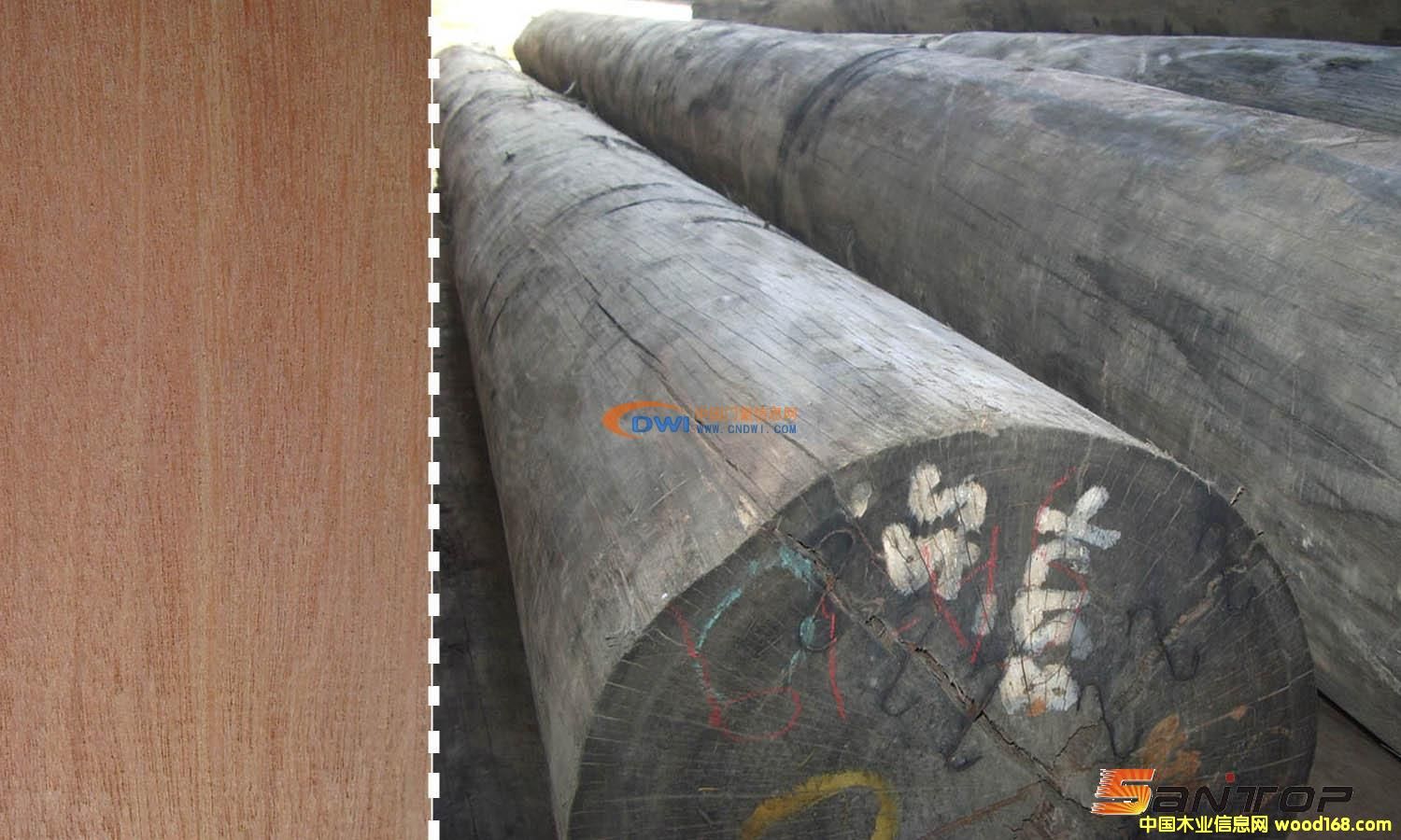 ɽ��ľ��Ԕ��(x��)��B