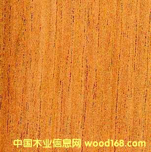 cedro��Ԕ����B