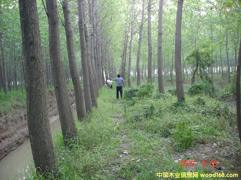 ��ľ����ľ��Ԕ����B