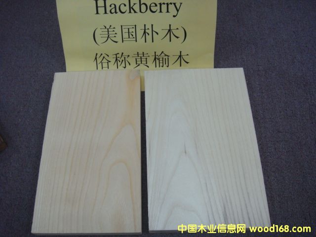 ����(gu��)�S��ľ Hackberry��Ԕ��(x��)��B