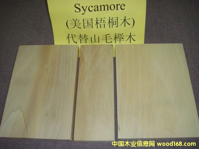 ����(gu��)��ͩ Sycamore��Ԕ��(x��)��B