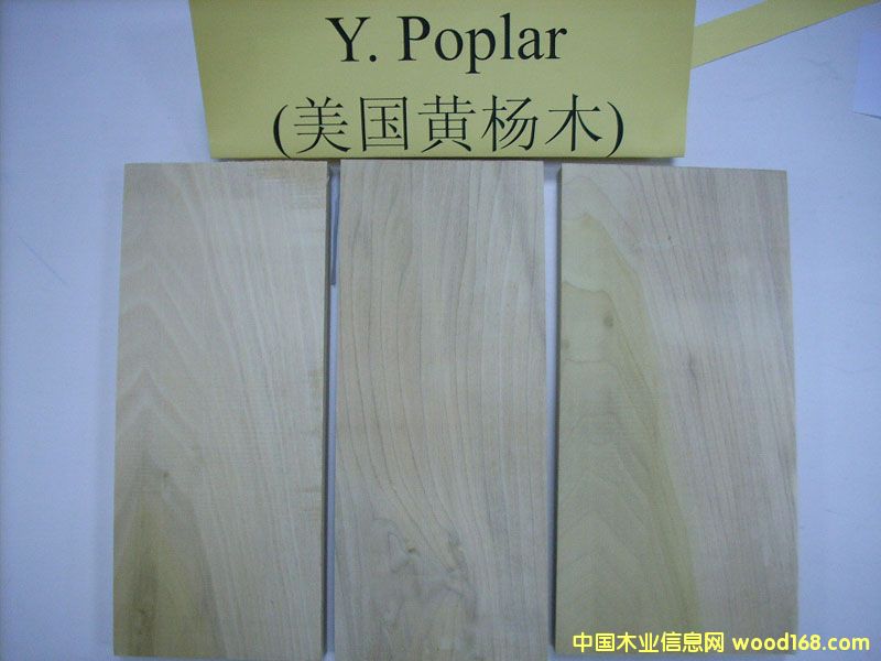 ����(gu��)�S��ľYellow Poplar��Ԕ��(x��)��B